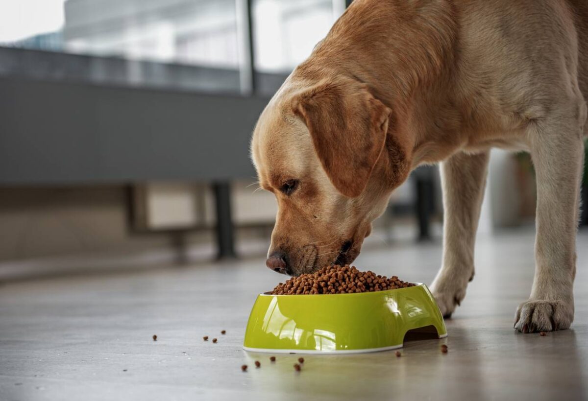 régime alimentaire pour chien