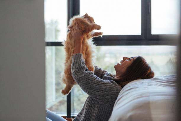 alimentation santé chat