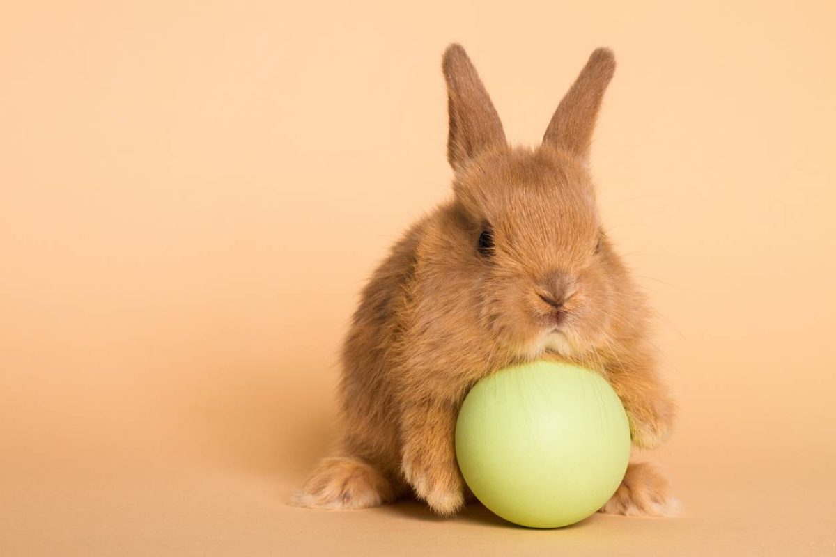 jouets pour lapins 