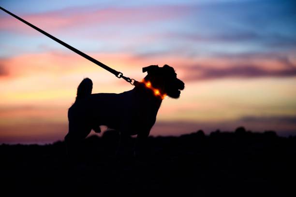 collier lumineux petit chien 