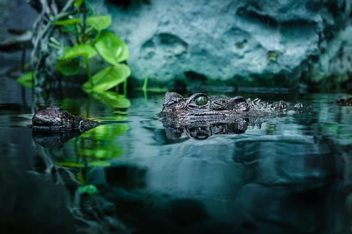 La vitesse impressionnante du crocodile : un prédateur redoutable ! 