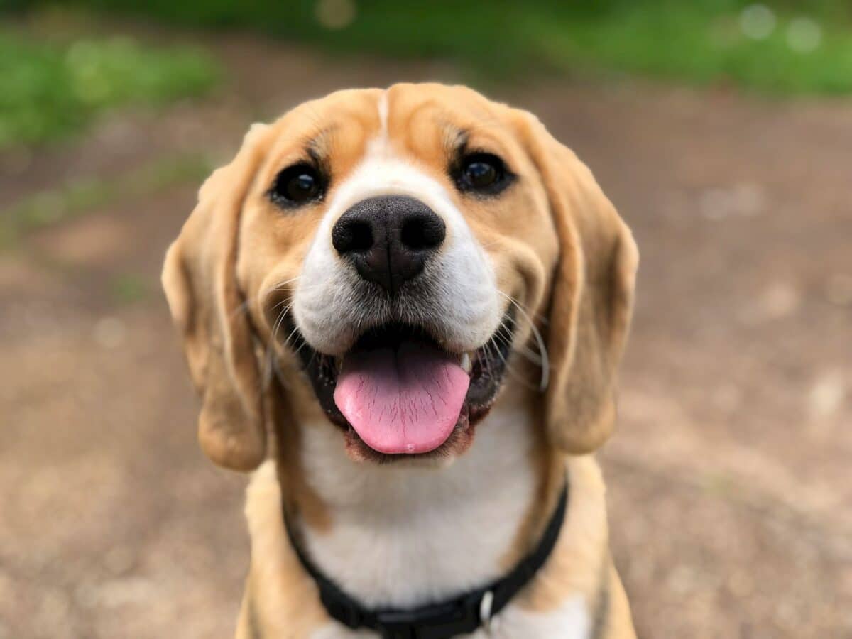 chien