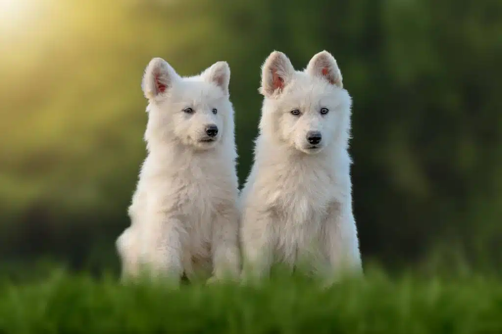 éducation de chiots