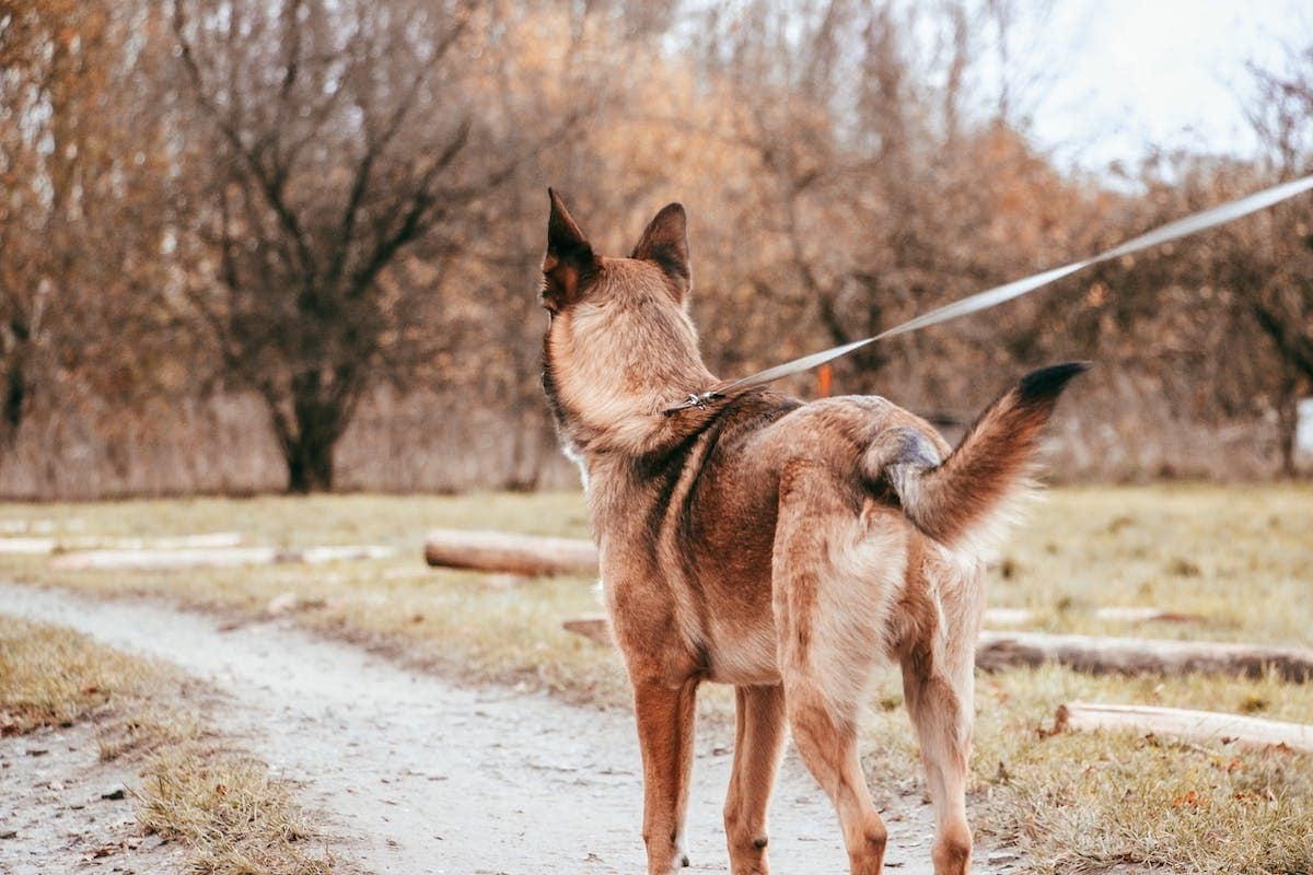 chiens malinois