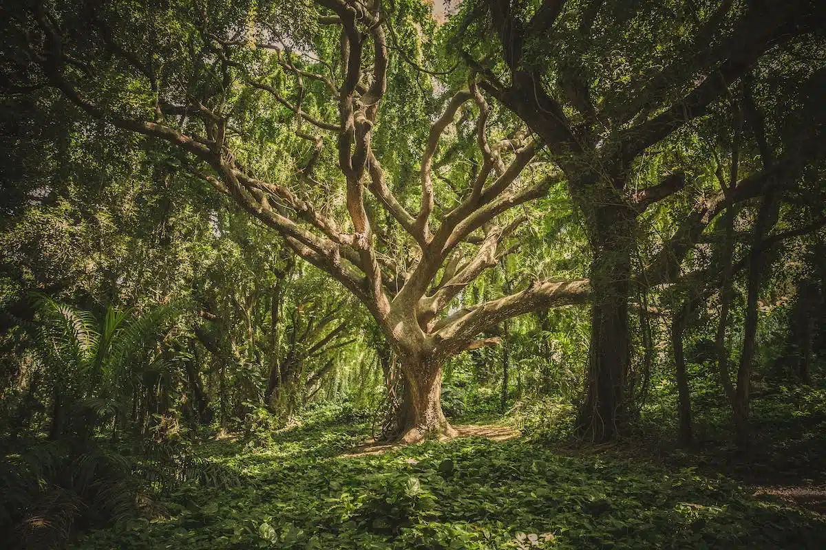 biodiversité  environnement