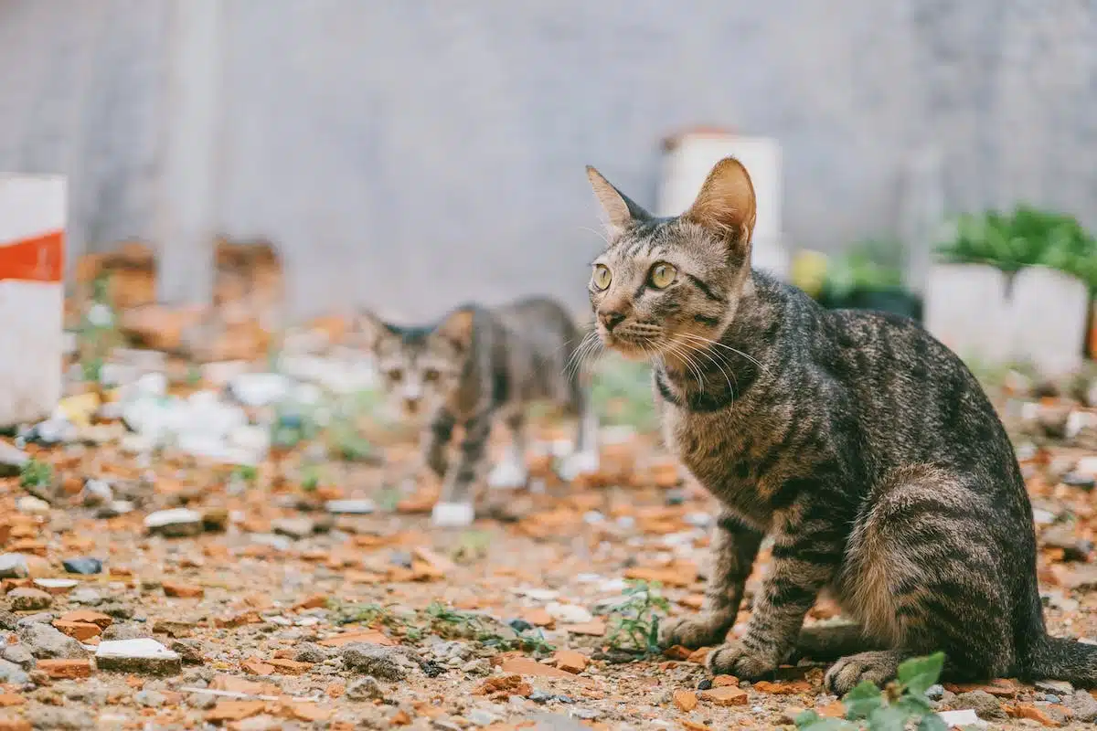 chat extérieur