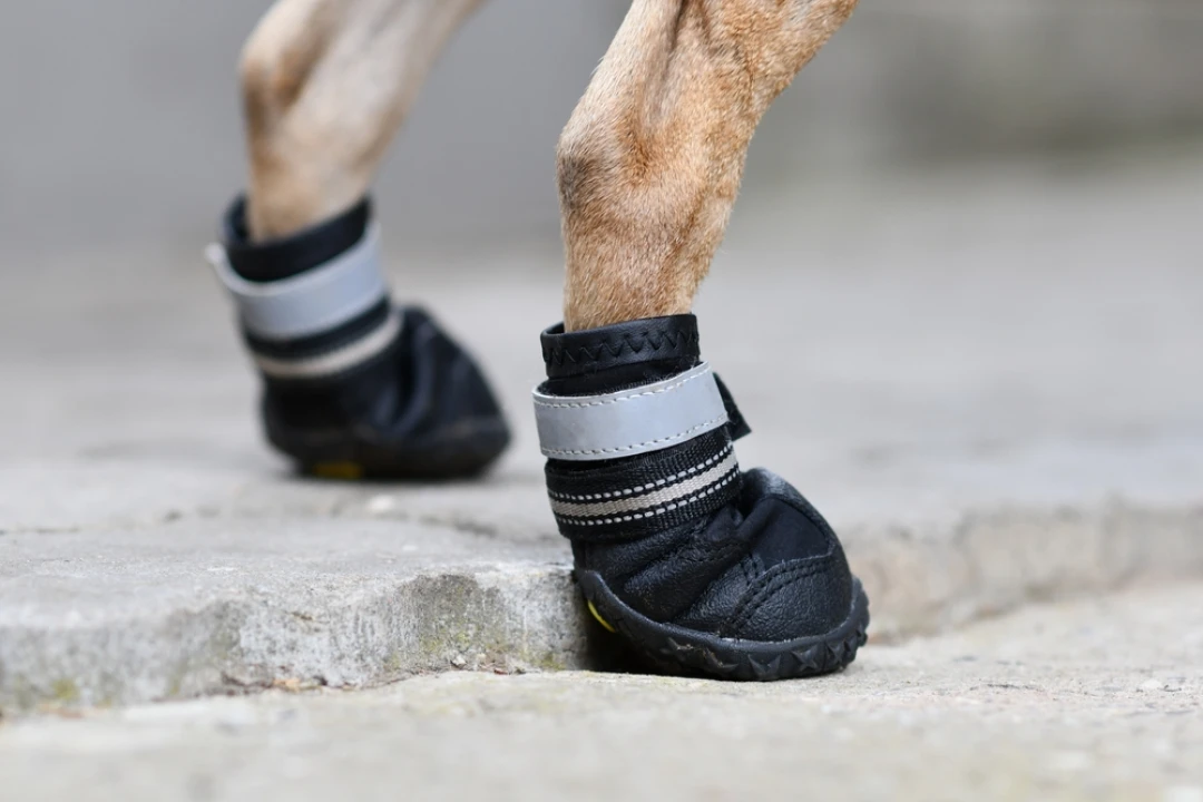 Été et bitume brûlant : protéger les coussinets de votre chien