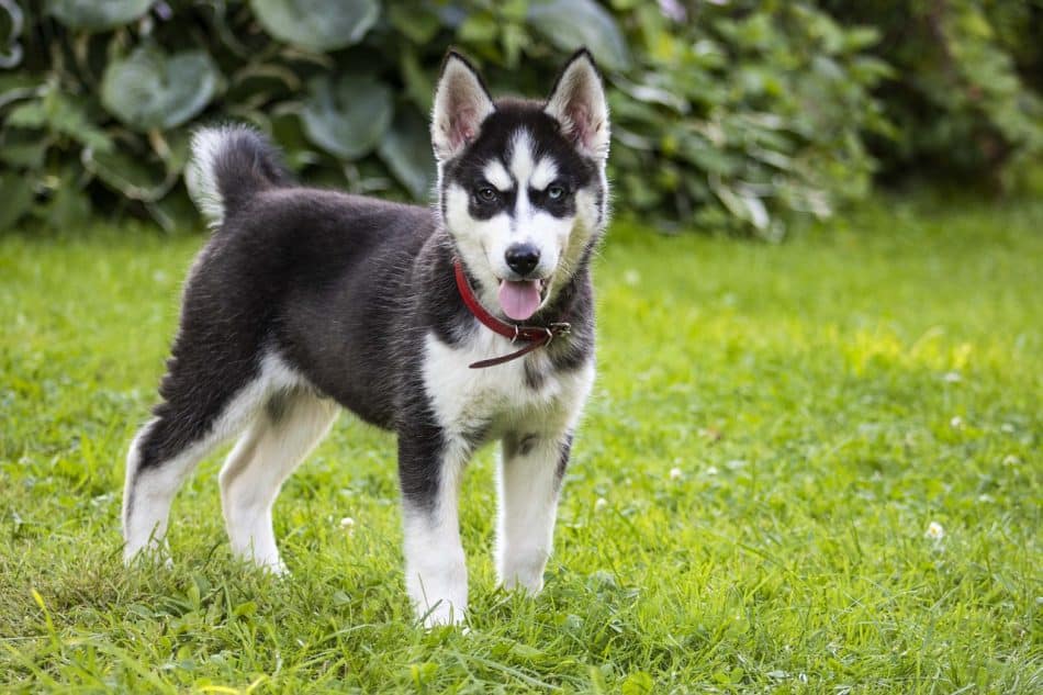 Pomsky Adulte Taille – Pour Adopter Un Chien De Compagnie De Votre Rêve.