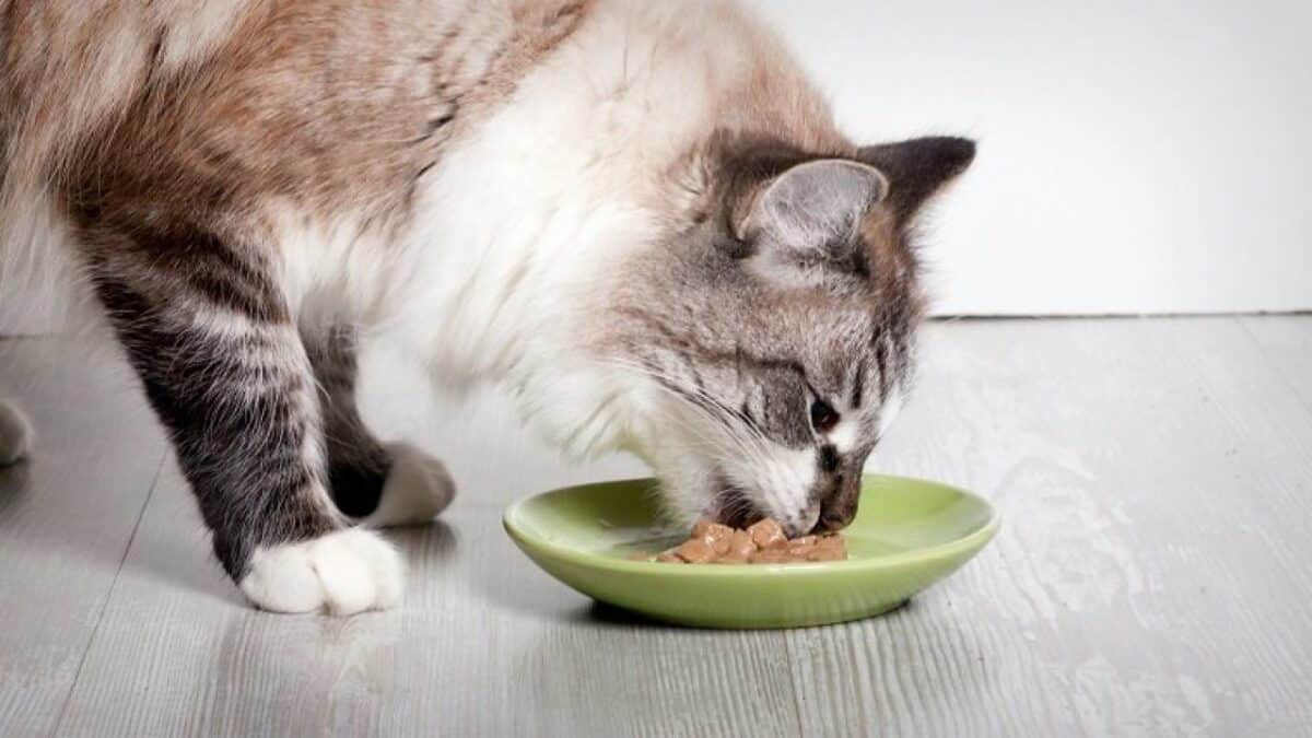 Coupe-faim efficaces pour chats : comment réduire leur faim en toute sécurité