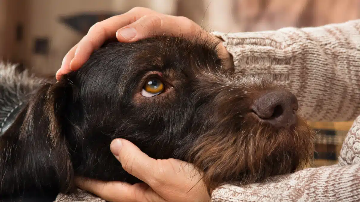 Comment prendre la décision de l'euthanasie pour un chien agressif
