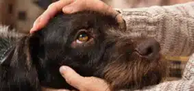 Euthanasie canine : aspects éthiques et émotionnels à considérer