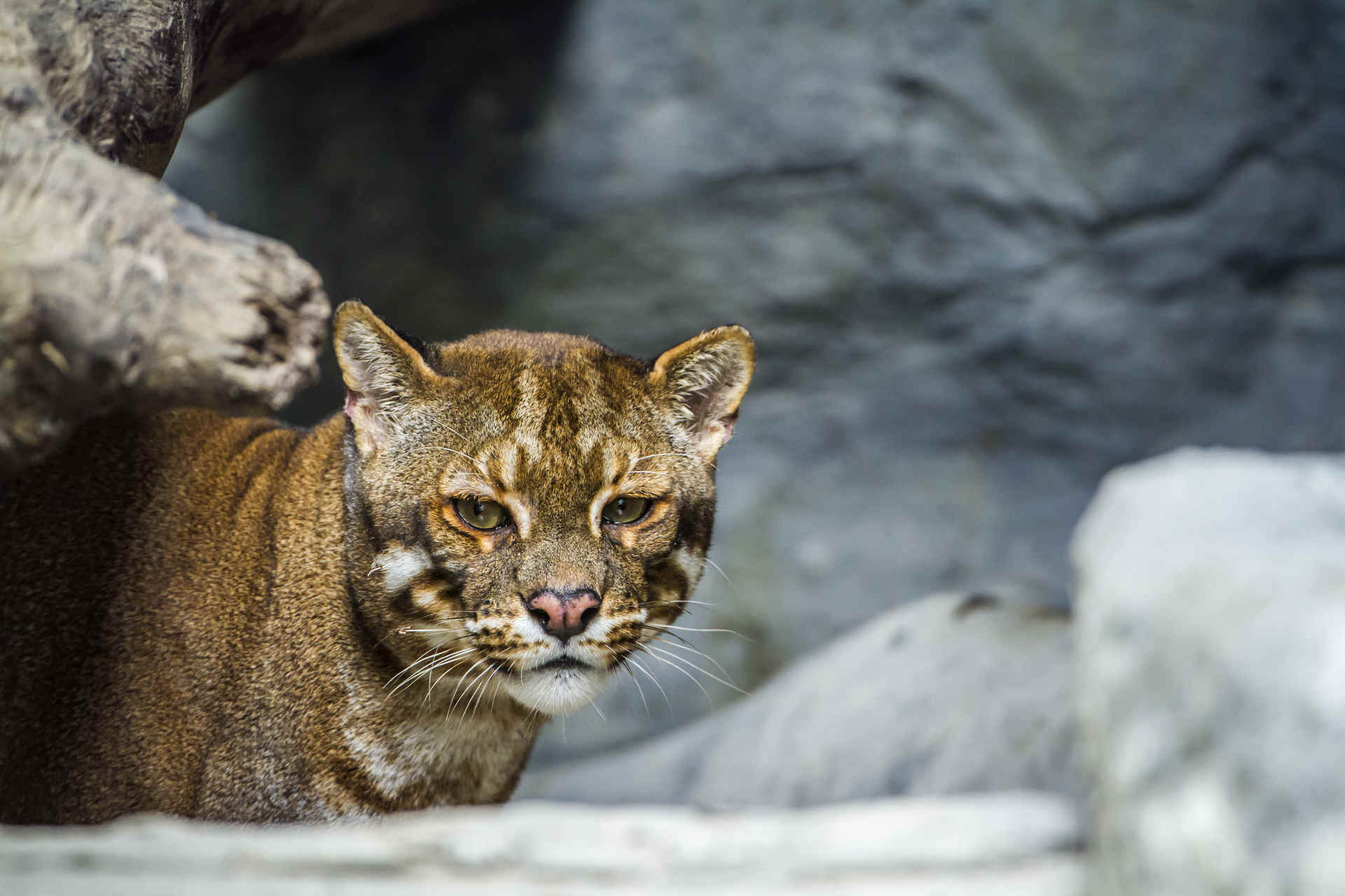 2021 quelle lettre pour les chats