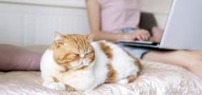Les erreurs à éviter lors du choix d'une assurance chat