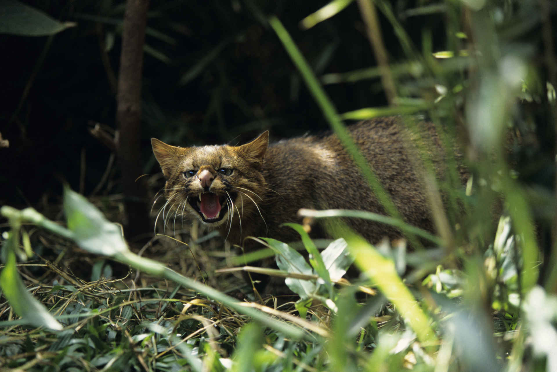 lettre animaux 2021 chat