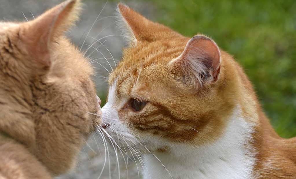 Pourquoi prendre un chat roux ? Les Animaux de la Fée
