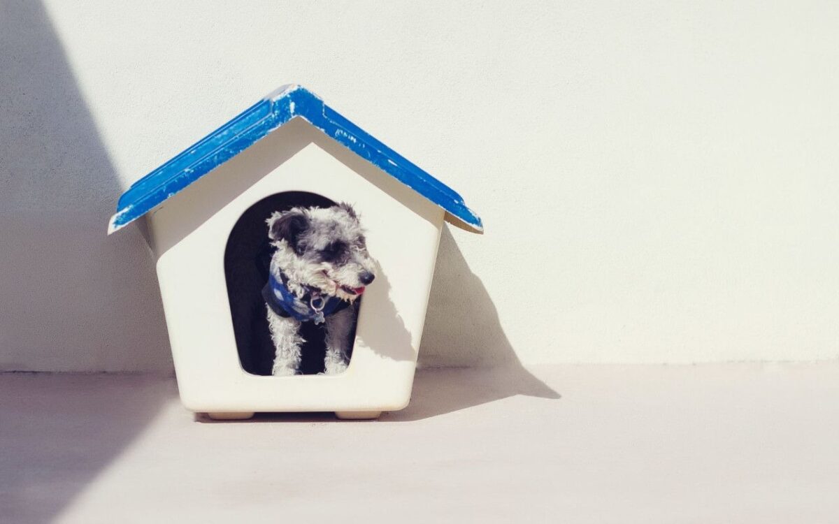 Tous les accessoires pour chiens dont vous avez besoins disponibles en ligne