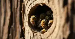 Un regard approfondi sur le mystérieux nid d'abeille charpentière