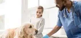 Urgences vétérinaires comment ça marche