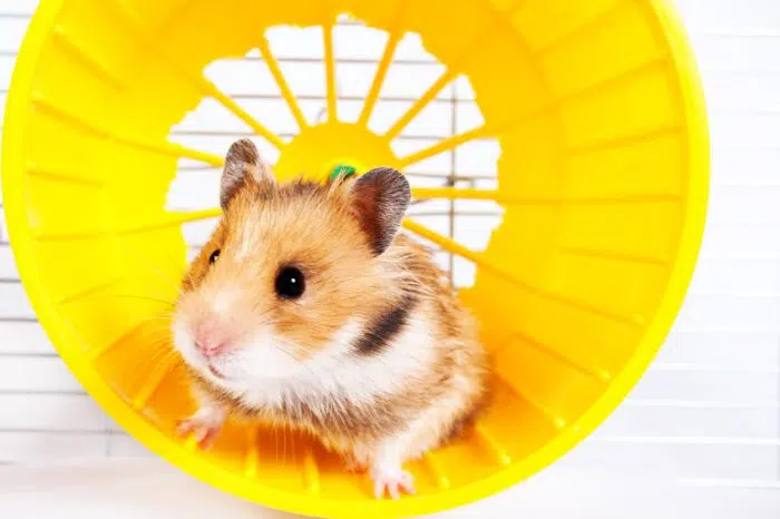 tunnels pour hamster