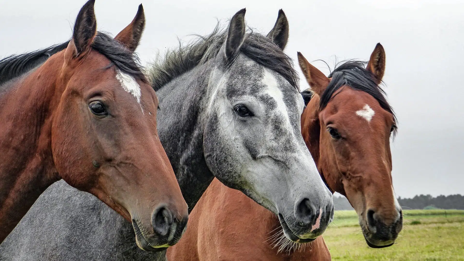 Comment bien choisir un aliment pour son cheval ?