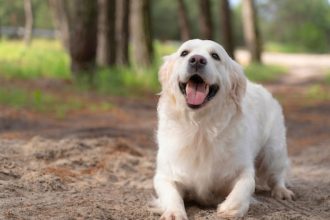 Comment bien protéger son chien des puces et des tiques toute l’année ?