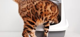 Comment choisir la meilleure litière pour votre chat ?