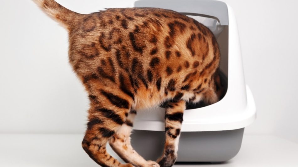 Comment choisir la meilleure litière pour votre chat ?