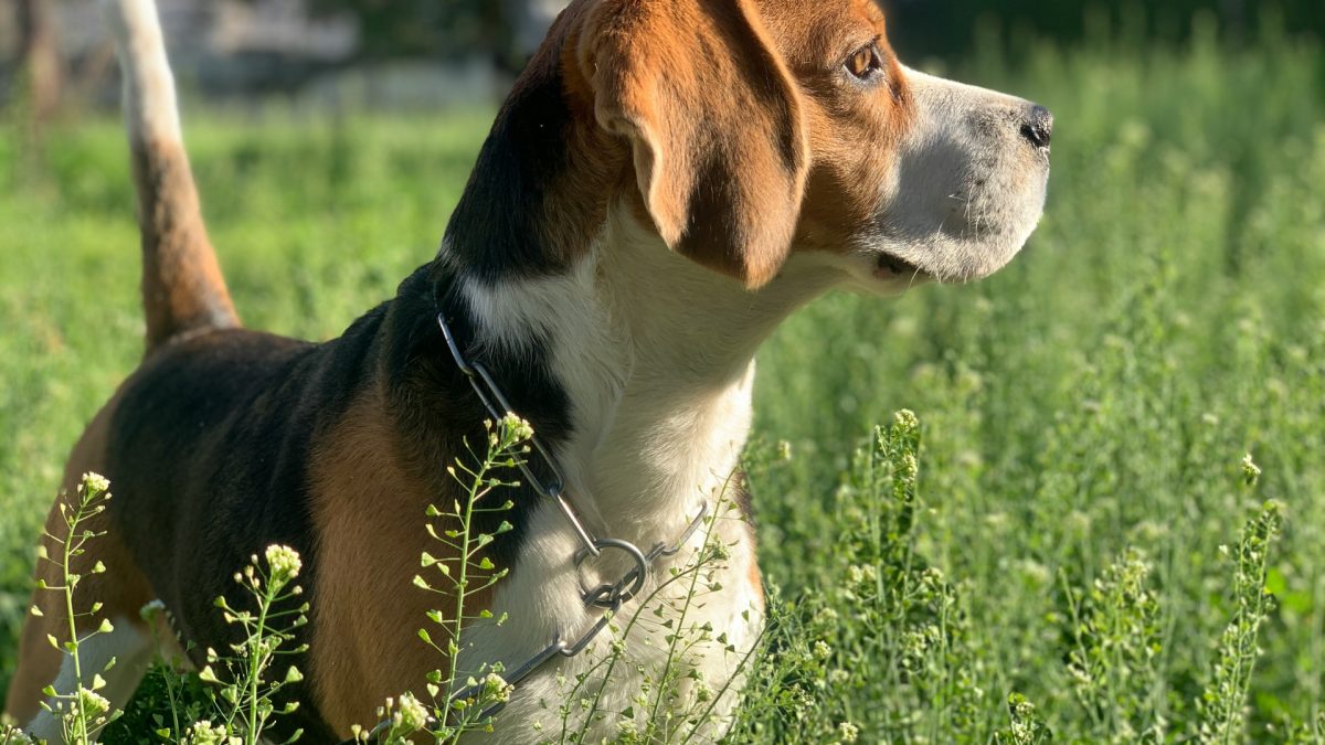 Comment choisir l'assurance pour votre chien de chasse ?