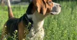Comment choisir l'assurance pour votre chien de chasse ?