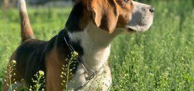Comment choisir l'assurance pour votre chien de chasse ?