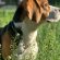 Comment choisir l'assurance pour votre chien de chasse ?