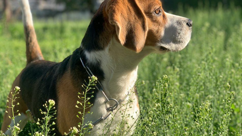 Comment choisir l'assurance pour votre chien de chasse ?