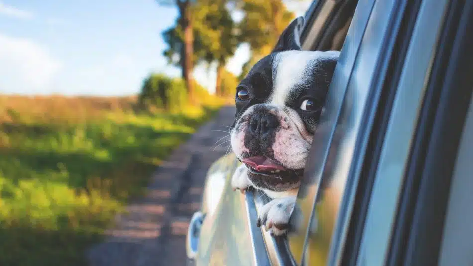 Comment transporter votre chien en toute sécurité ?