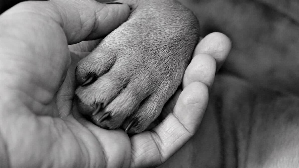 Comprendre son animal : à la découverte de la communication télépathique