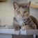 confort du chat 1