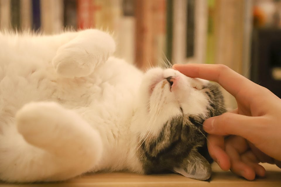 confort du chat 3