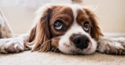 Connaître les symptômes d'une crise d'épilepsie chez un chien