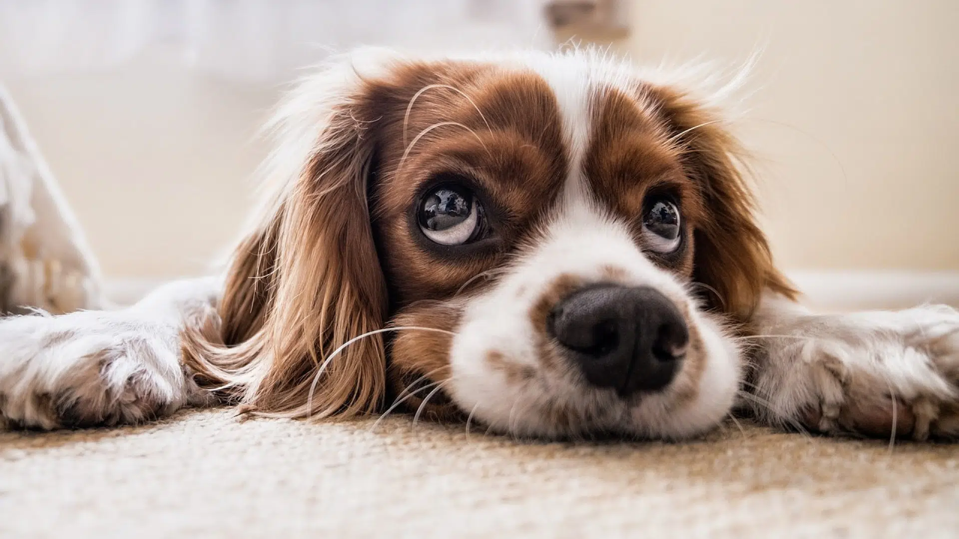 Comment trouver des informations sur les chiens ?