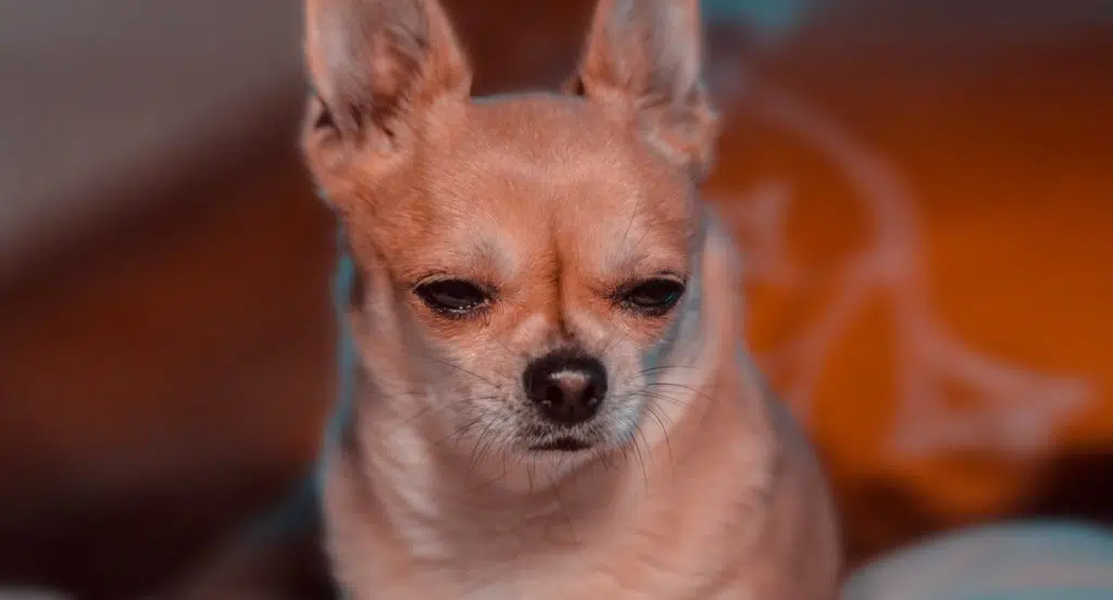 Chien moche : quel est le chien le plus laid du monde ?