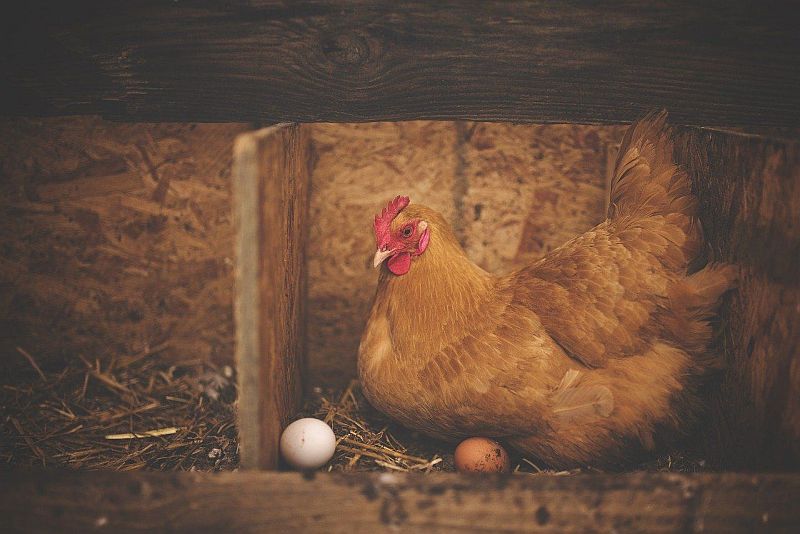 Pourquoi Ma Poule Ne Pond Plus Pourquoi les poulets ne pont-ils pas leurs œufs ? - Les Animaux de la Fée