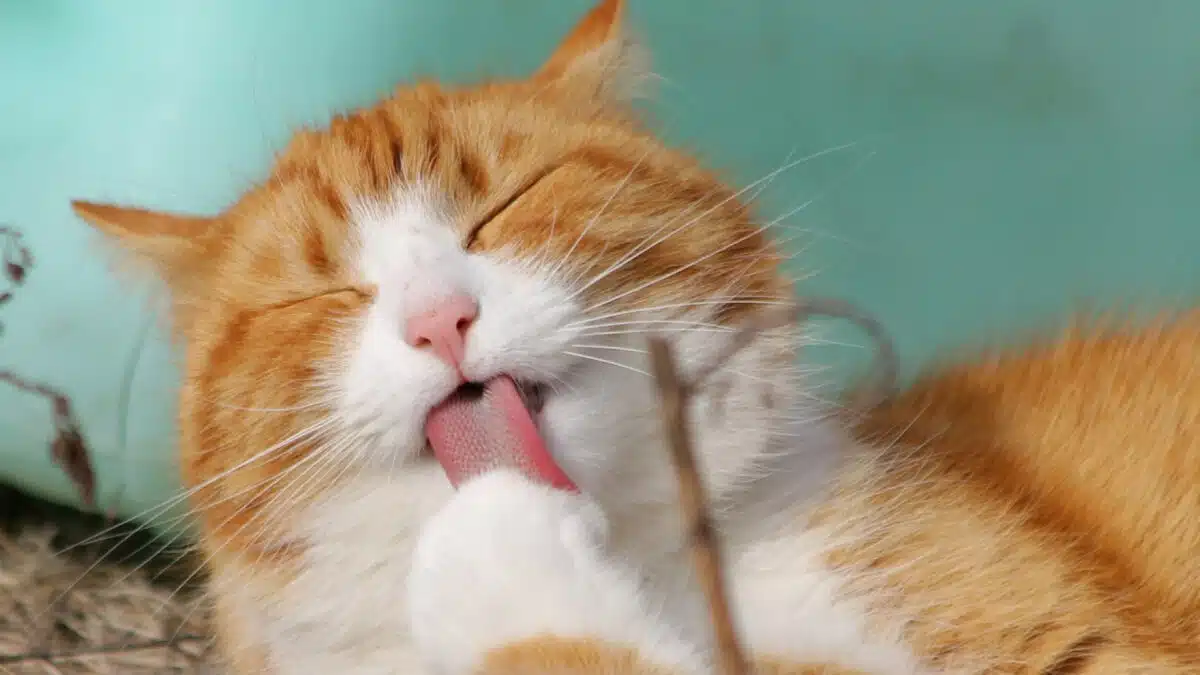 Le chat, un animal de compagnie facile à vivre