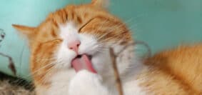 Le chat, un animal de compagnie facile à vivre