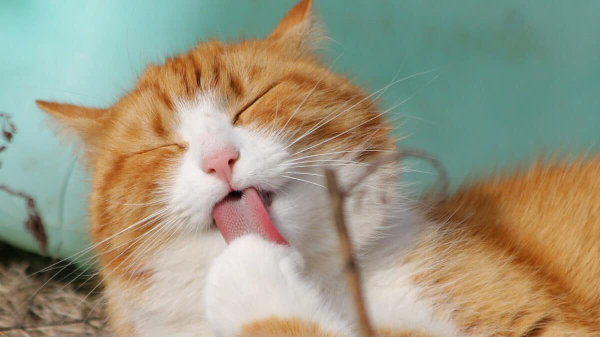 Le chat, un animal de compagnie facile à vivre