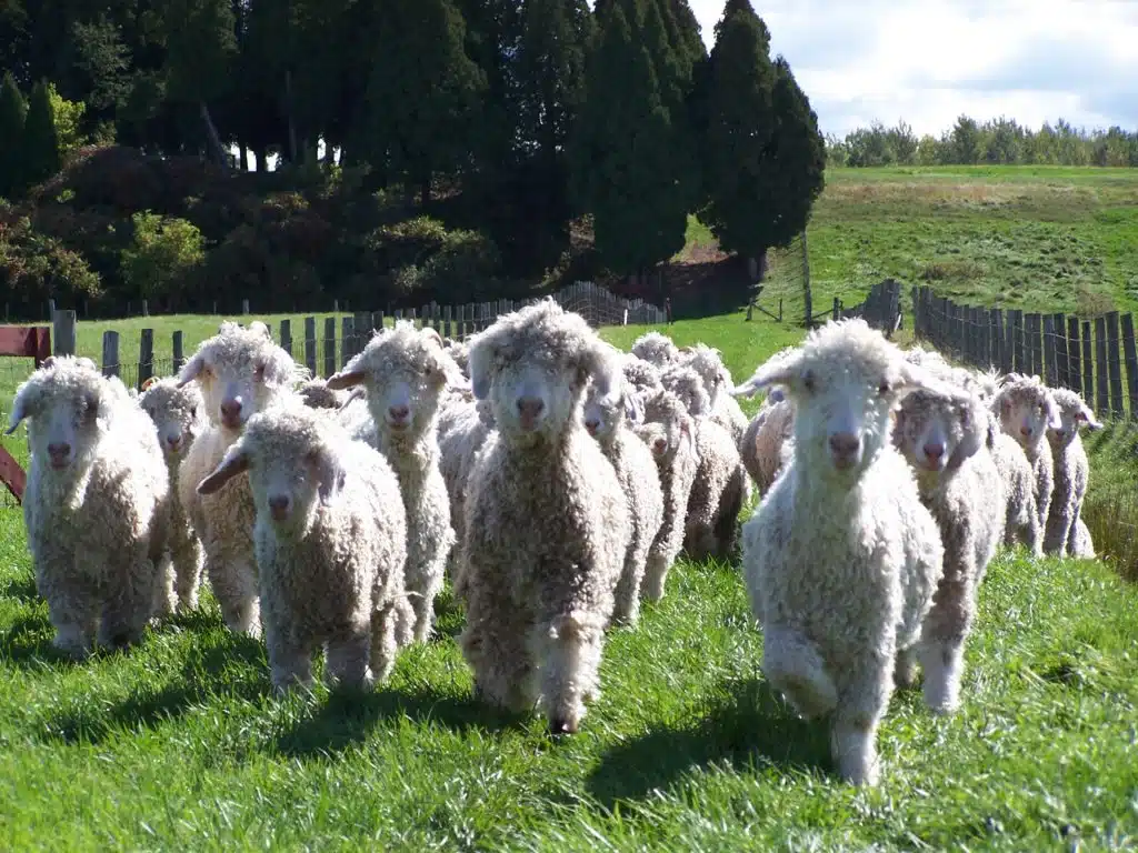 laine angora