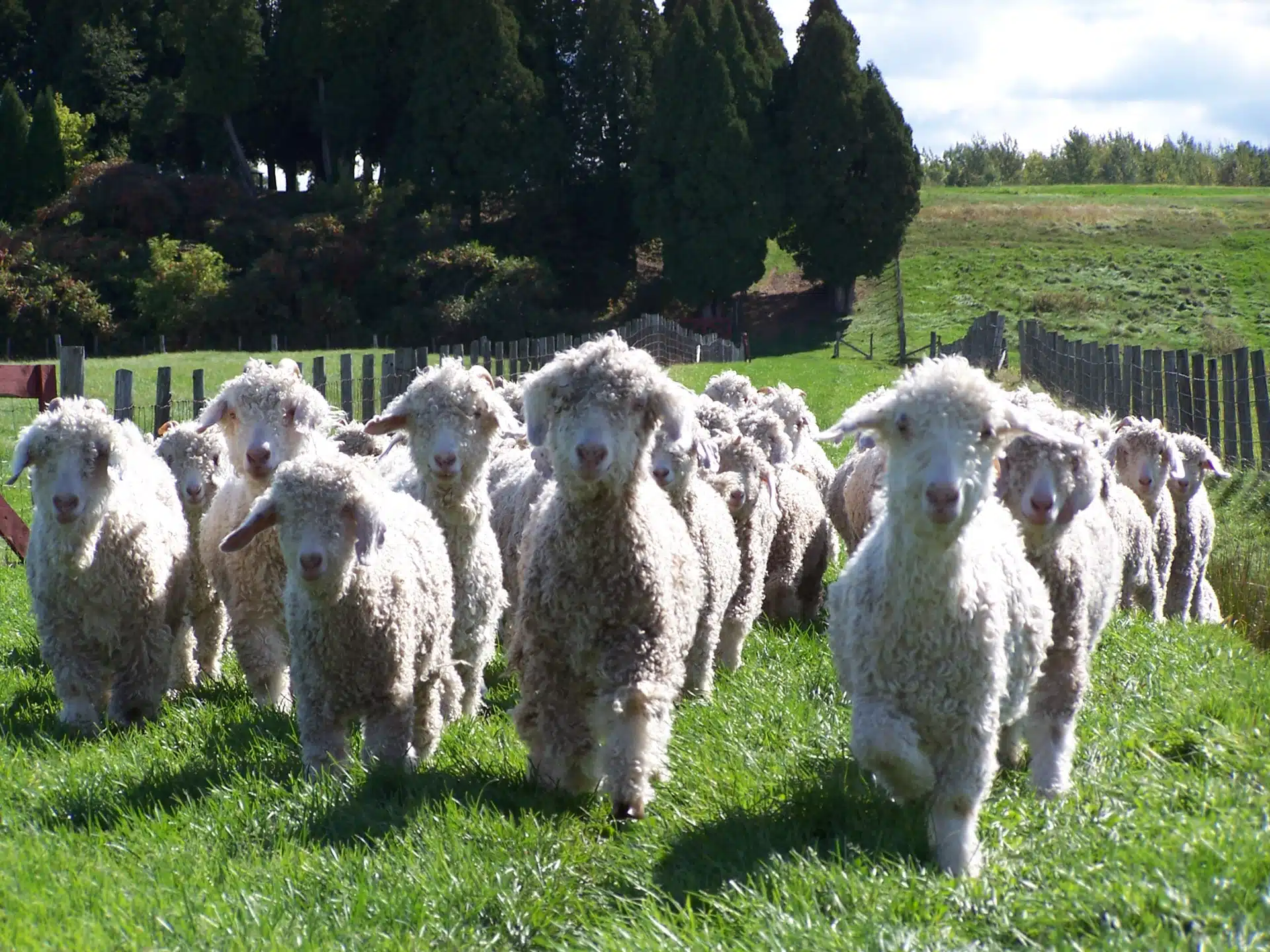 laine angora