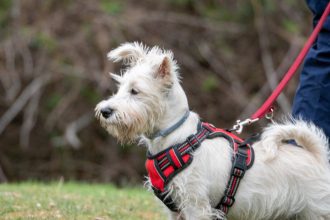 Les atouts des harnais anti traction pour chien