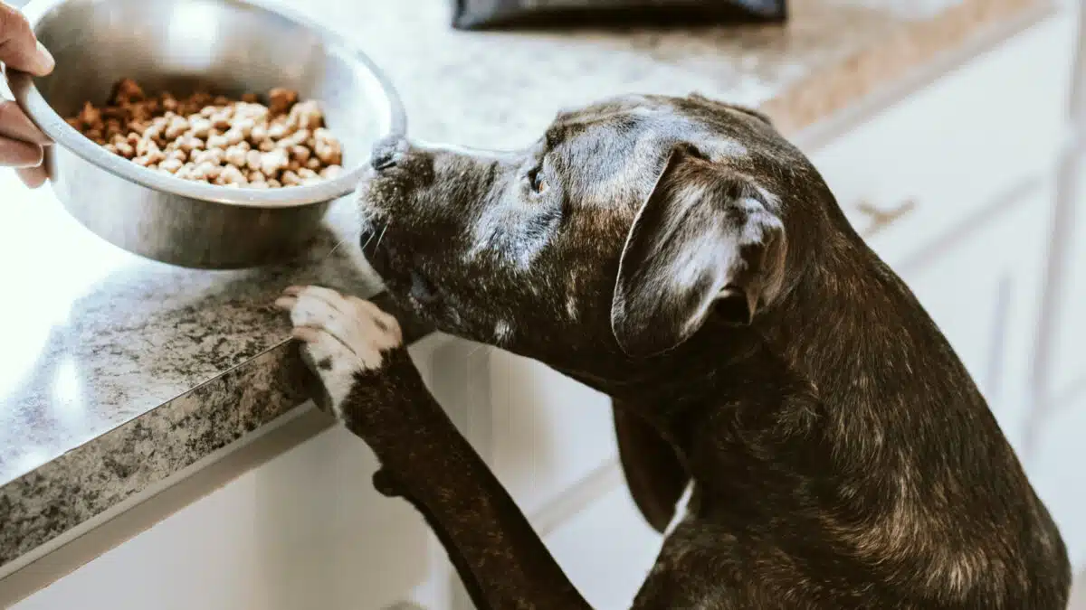 Les multiples avantages d'utiliser une gamelle surélevée pour votre chien