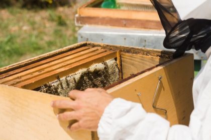 Matériel d’apiculture : choisir les bons outils pour une gestion efficace de votre ruche