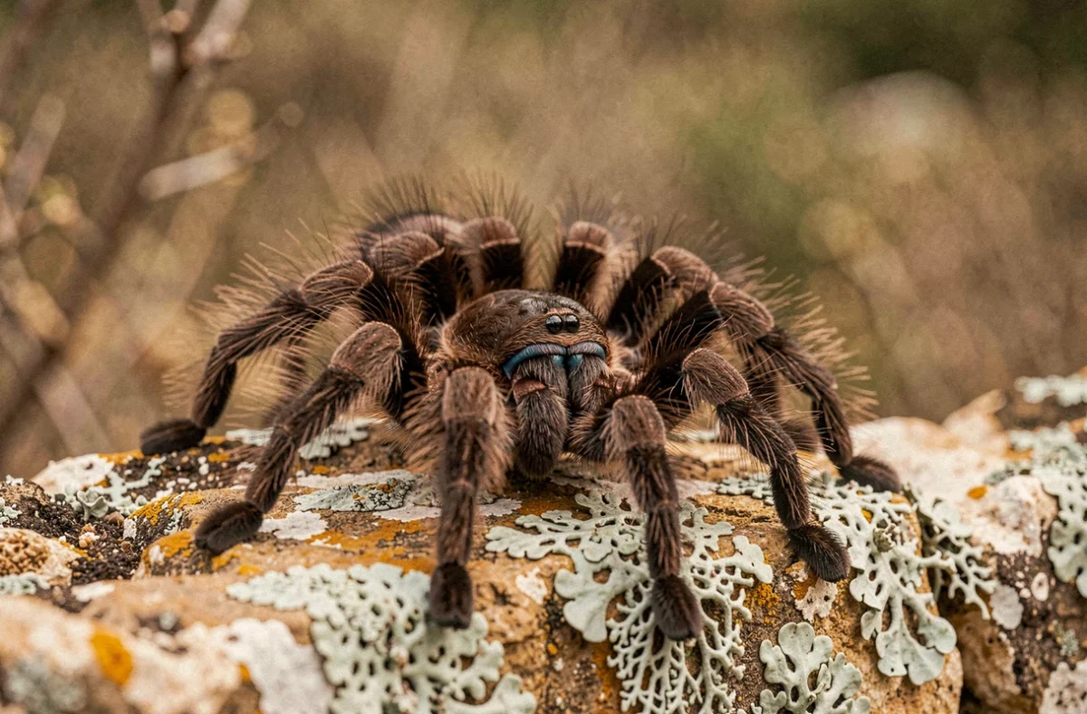 Mygale de Provence (Macrothele calpeiana) posée sur un mur de pierre sèche en garrigue, vue macro montrant ses chélicères bleu-noir et sa fourrure dense