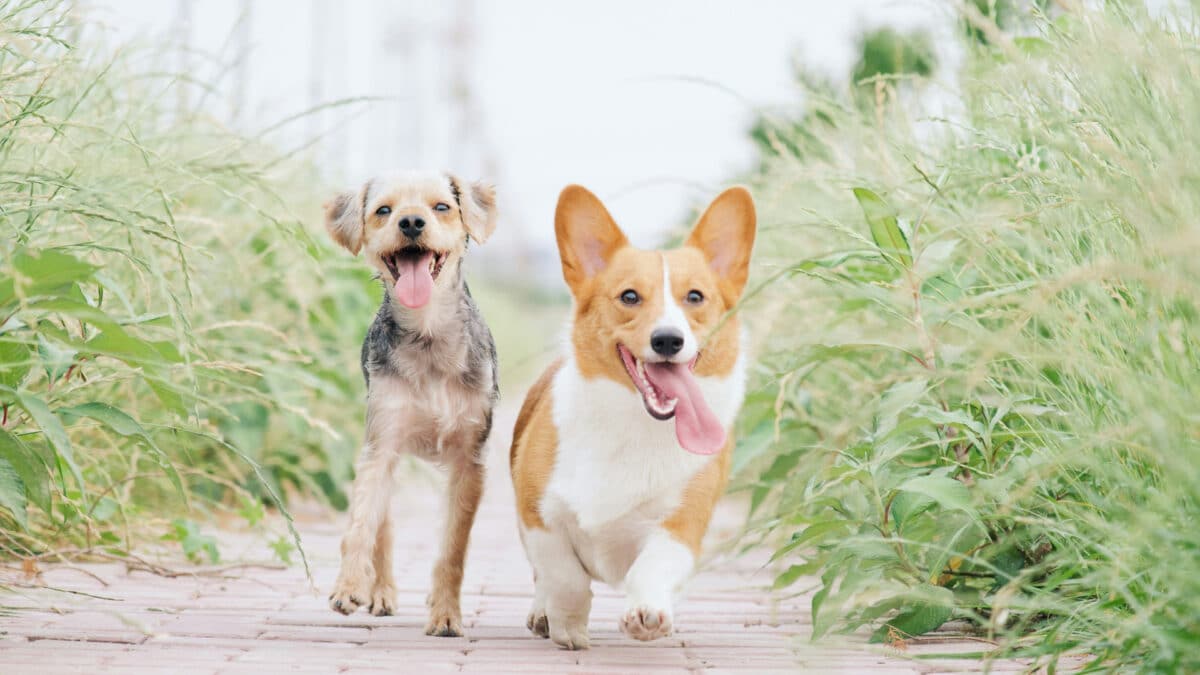 Que peut-on trouver sur un blog dédié aux animaux ?